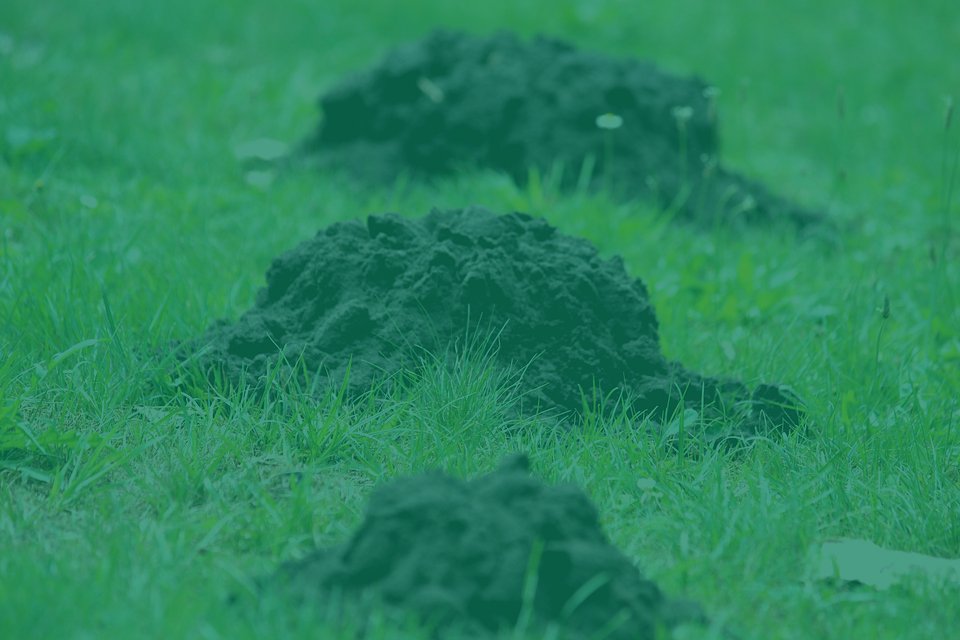 Home 9 mole control mole catcher mole removal yeovil somerset dorset mole pest control