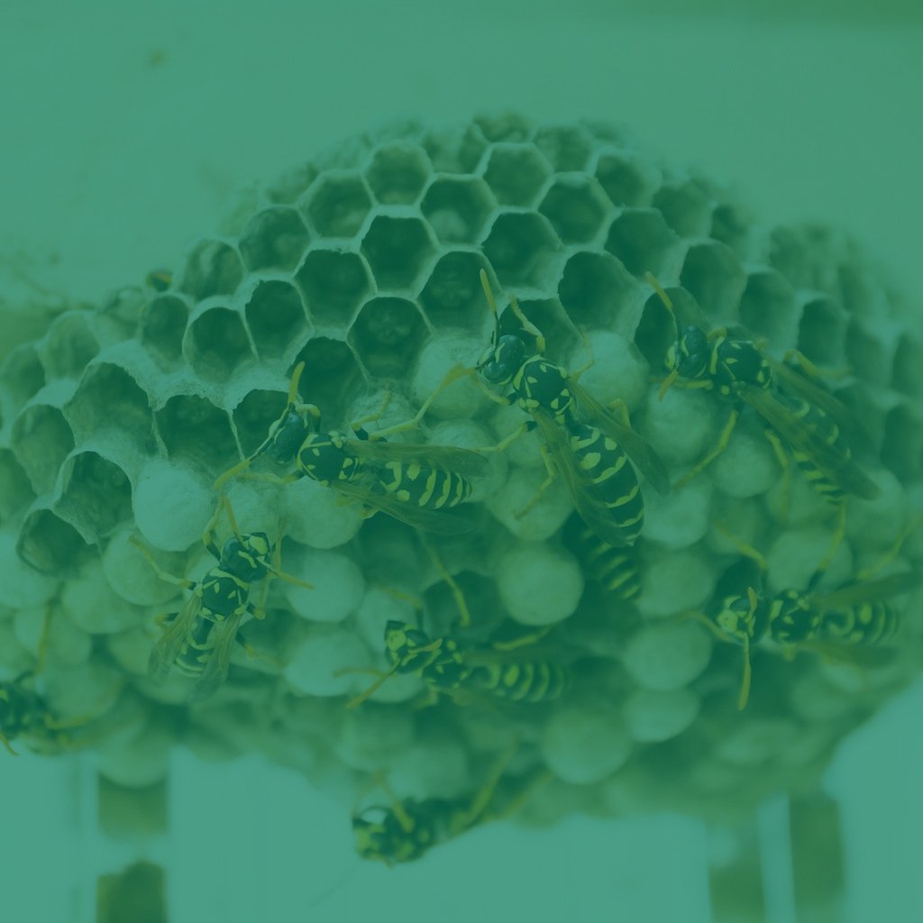 Home 10 wasp-nest-removal -treament-yeovil-hornet-nest removal-west-country